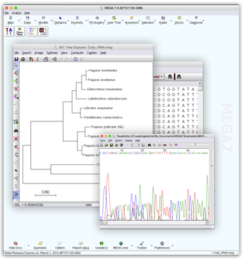 Mega image program